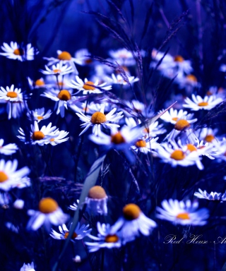 Free Daisies Picture for Nokia C1-01