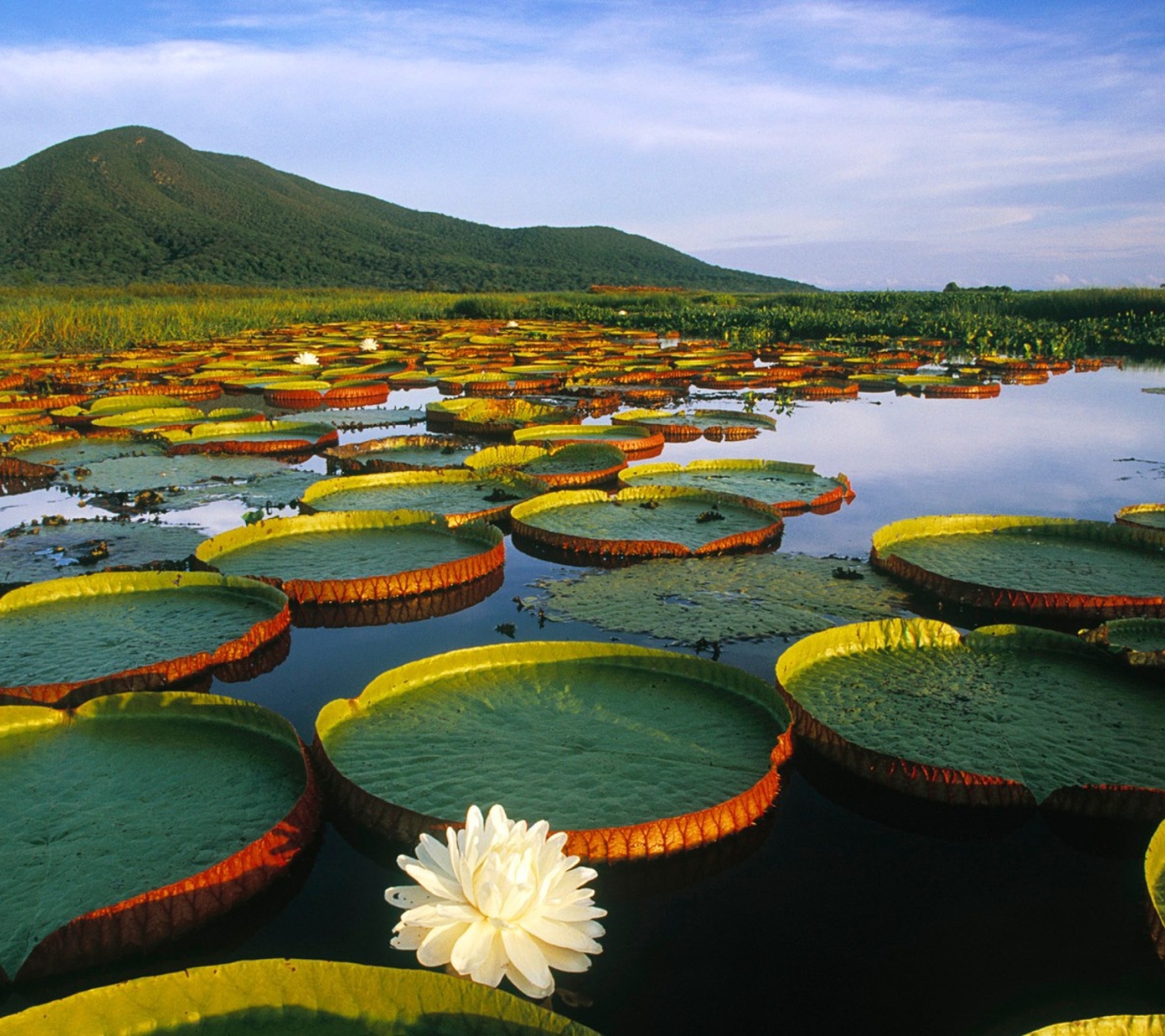 Das Water Lilies Wallpaper 1440x1280