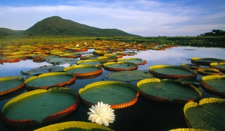Water Lilies Picture for Android, iPhone and iPad