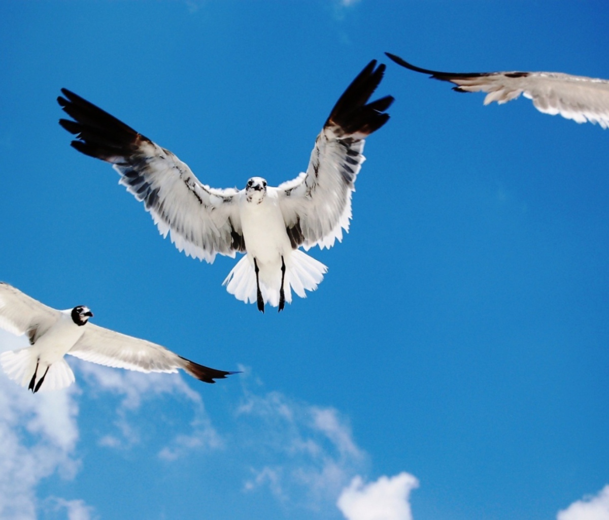 Seagulls wallpaper 1200x1024