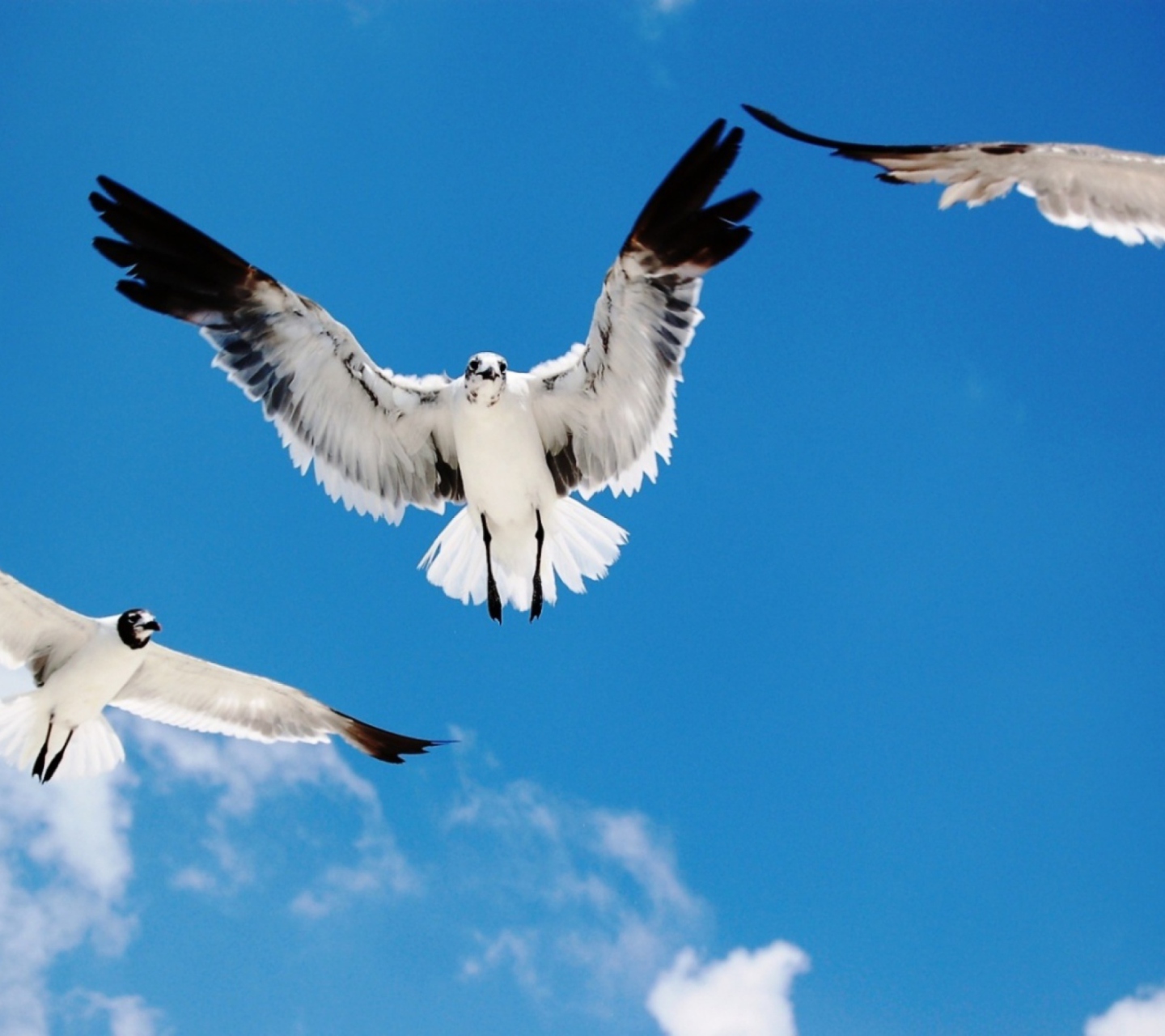 Seagulls wallpaper 1440x1280