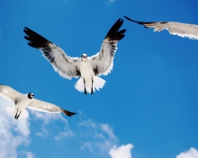 Seagulls wallpaper 220x176