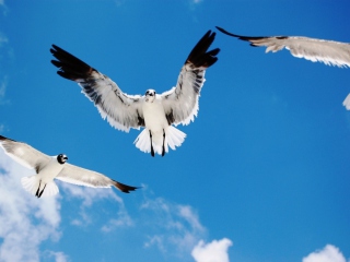 Seagulls screenshot #1 320x240