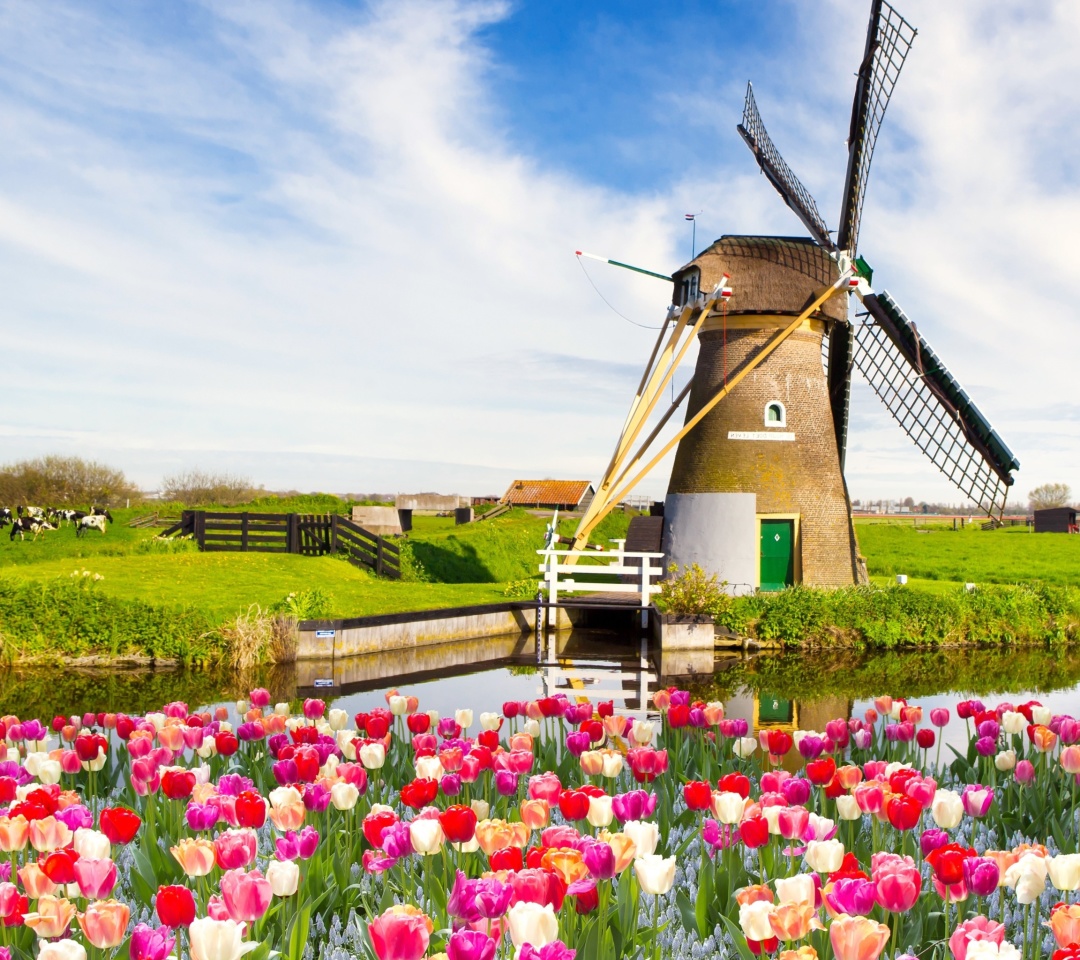 Обои Mill and tulips in Holland 1080x960