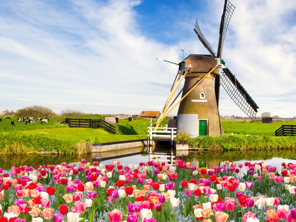 Fondo de pantalla Mill and tulips in Holland 1152x864