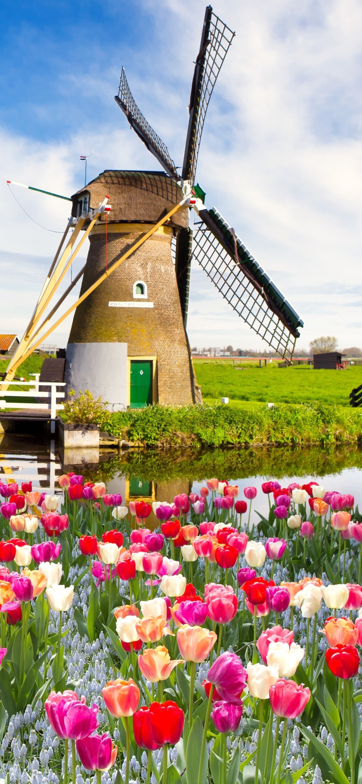 Das Mill and tulips in Holland Wallpaper 1170x2532