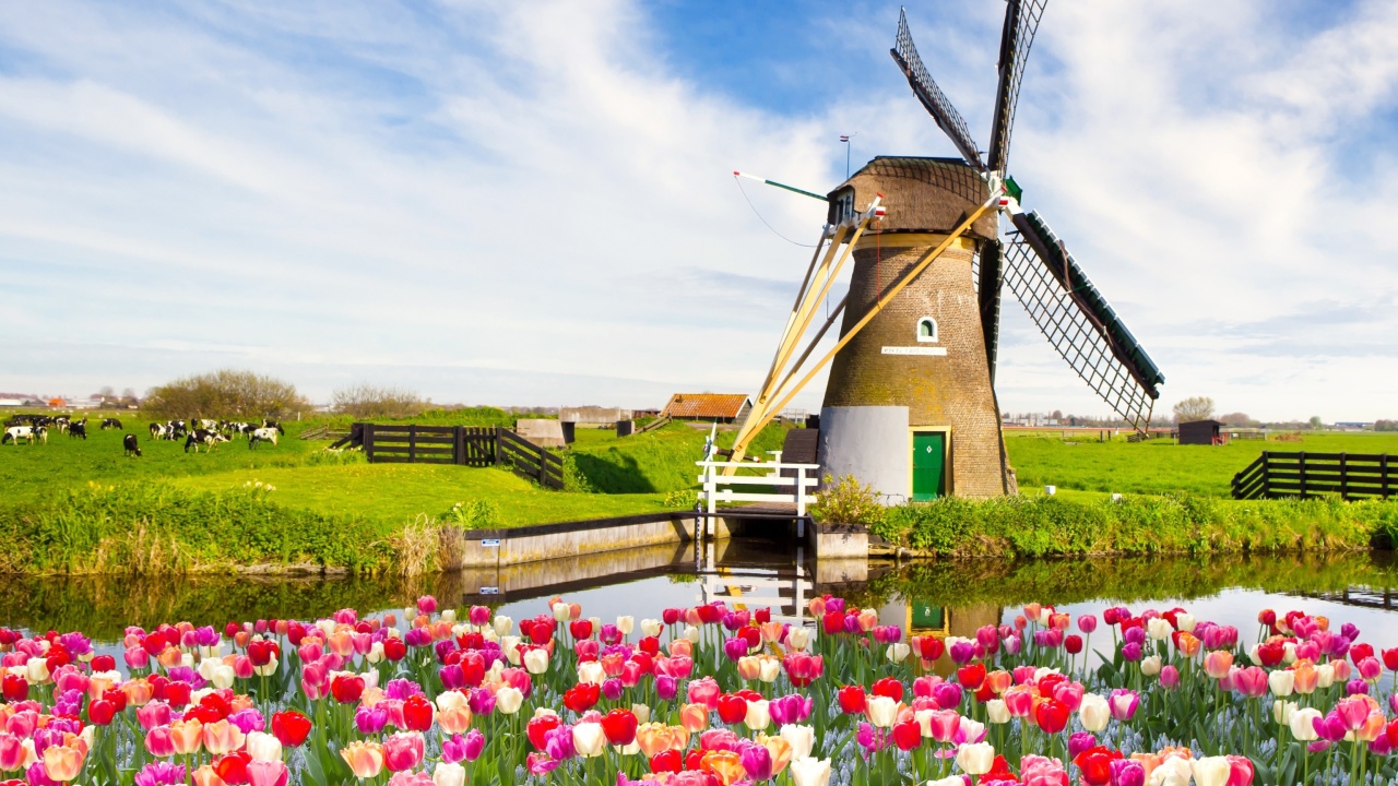 Fondo de pantalla Mill and tulips in Holland 1280x720