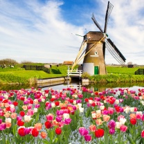 Fondo de pantalla Mill and tulips in Holland 208x208