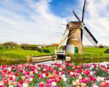 Mill and tulips in Holland wallpaper 220x176
