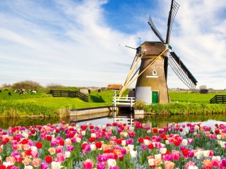 Mill and tulips in Holland wallpaper 320x240