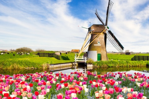 Обои Mill and tulips in Holland 480x320