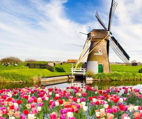 Das Mill and tulips in Holland Wallpaper 480x400