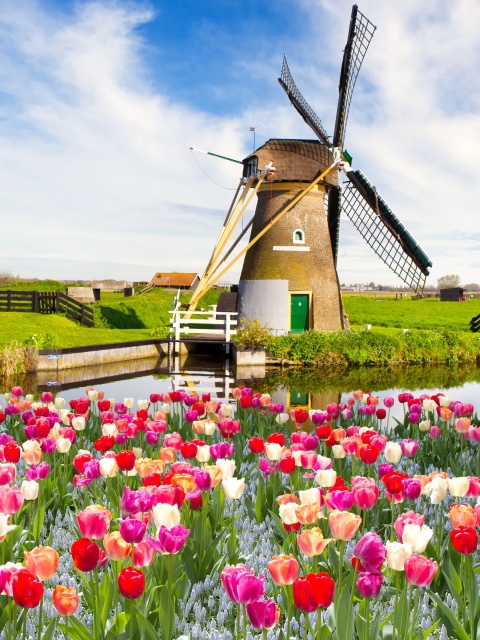 Mill and tulips in Holland wallpaper 480x640