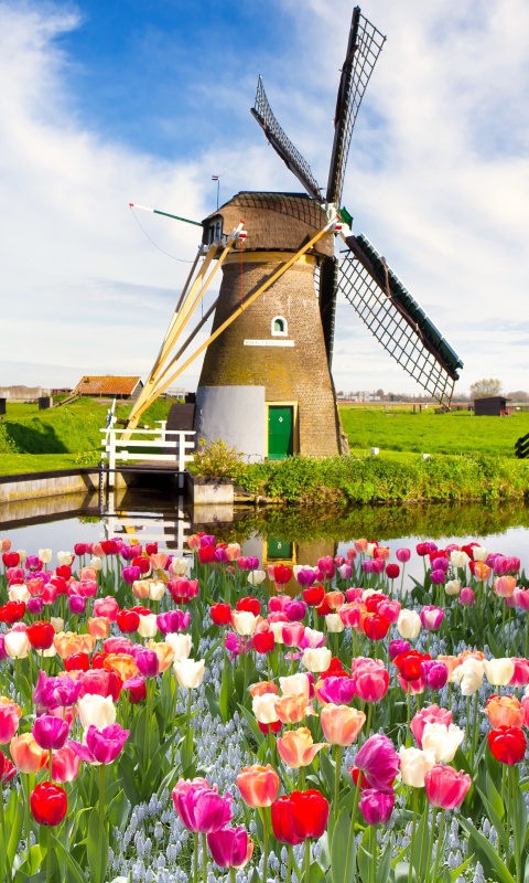 Mill and tulips in Holland wallpaper 480x800