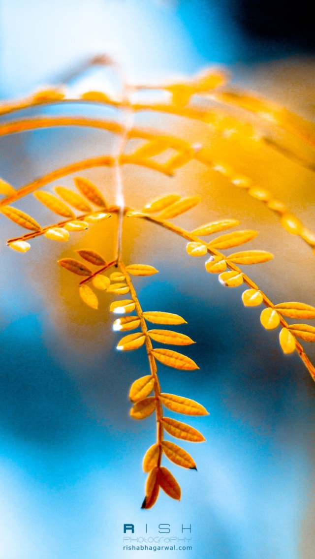 Sfondi Golden Autumn 640x1136