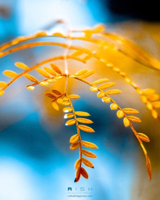 Golden Autumn - Obrázkek zdarma pro iPhone 5S