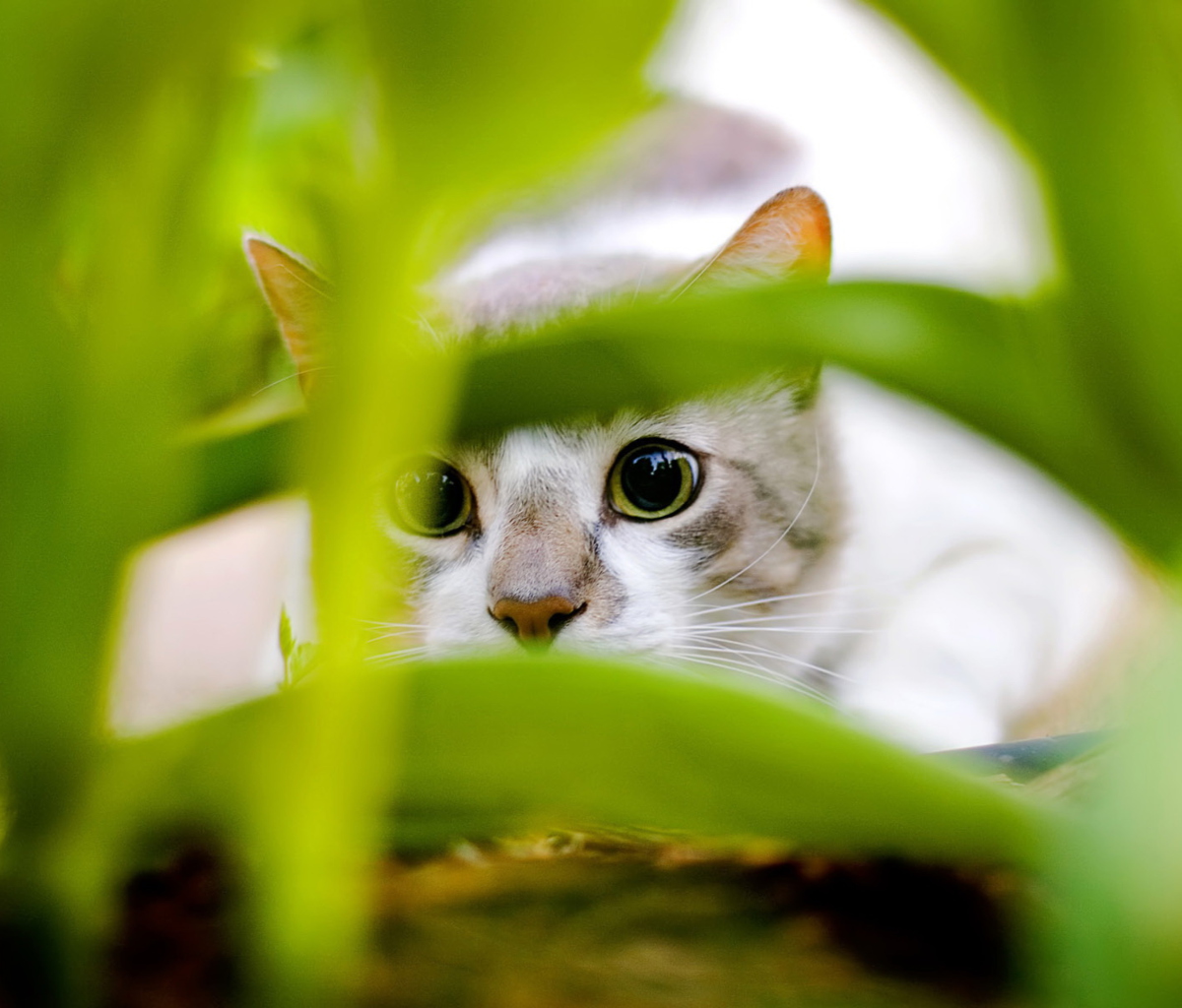 Cat Hiding In Green Grass wallpaper 1200x1024