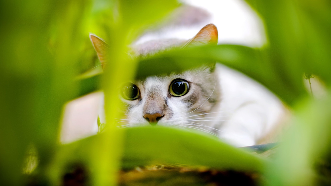 Обои Cat Hiding In Green Grass 1280x720