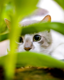 Обои Cat Hiding In Green Grass 128x160