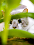 Fondo de pantalla Cat Hiding In Green Grass 132x176