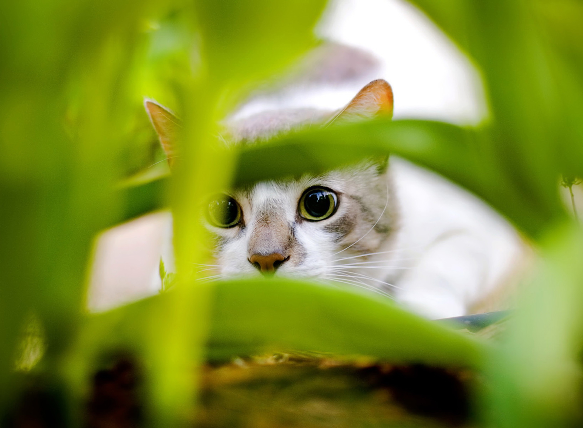 Обои Cat Hiding In Green Grass 1920x1408