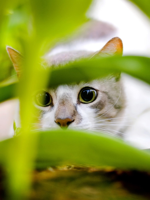 Das Cat Hiding In Green Grass Wallpaper 480x640