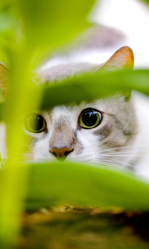 Das Cat Hiding In Green Grass Wallpaper 480x800