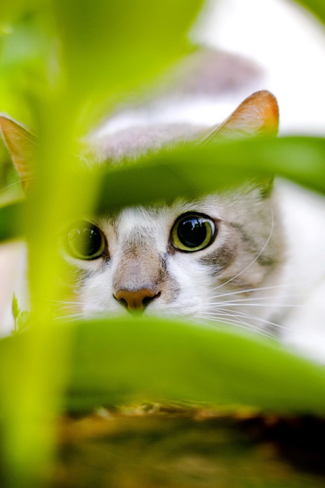 Обои Cat Hiding In Green Grass 640x960