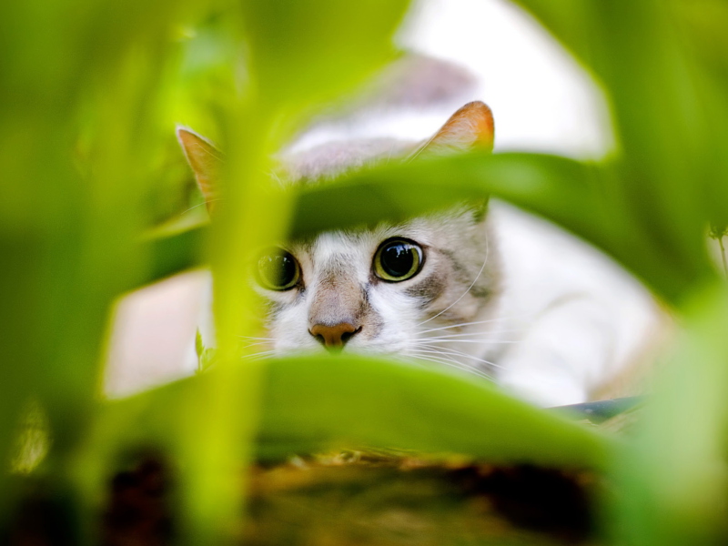 Обои Cat Hiding In Green Grass 800x600