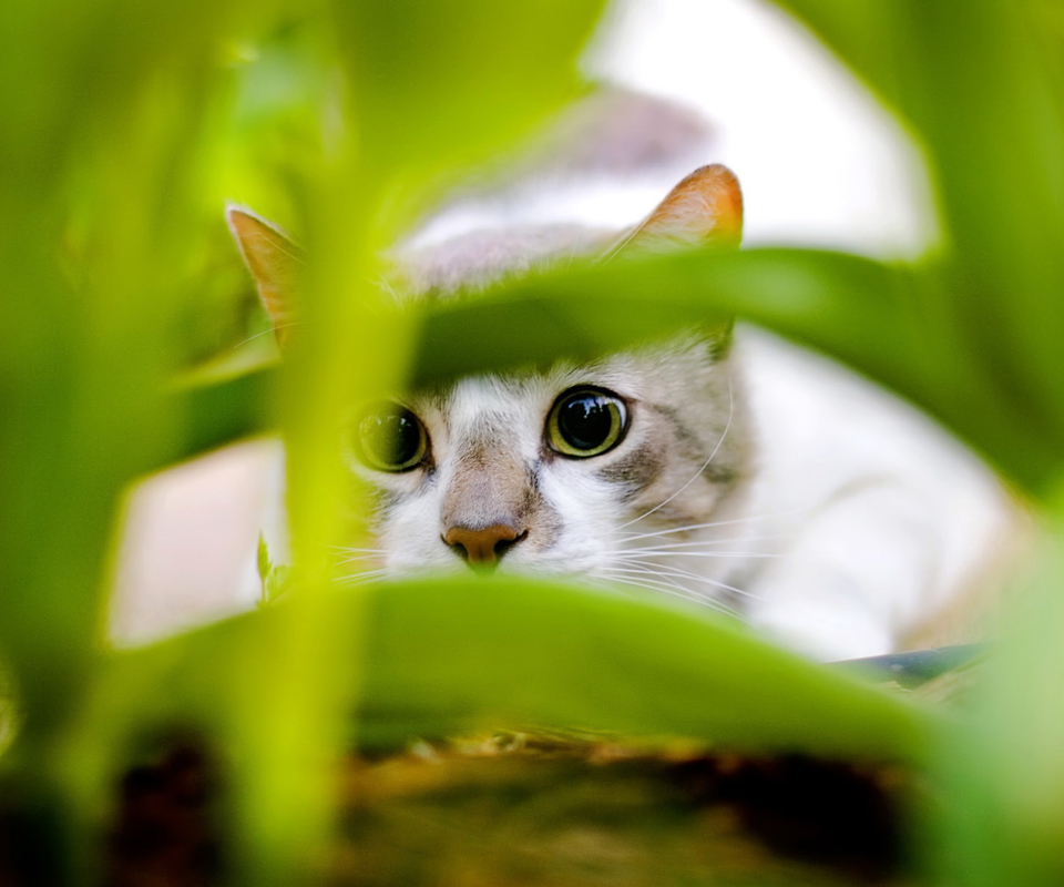 Обои Cat Hiding In Green Grass 960x800