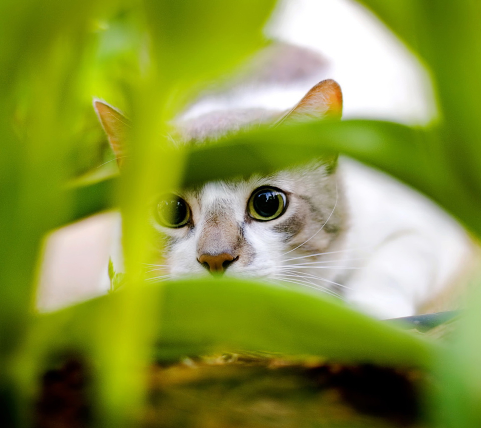Cat Hiding In Green Grass wallpaper 960x854