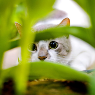 Cat Hiding In Green Grass - Obrázkek zdarma pro 208x208