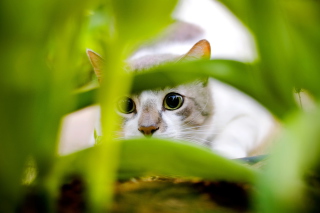 Cat Hiding In Green Grass Background for Android, iPhone and iPad