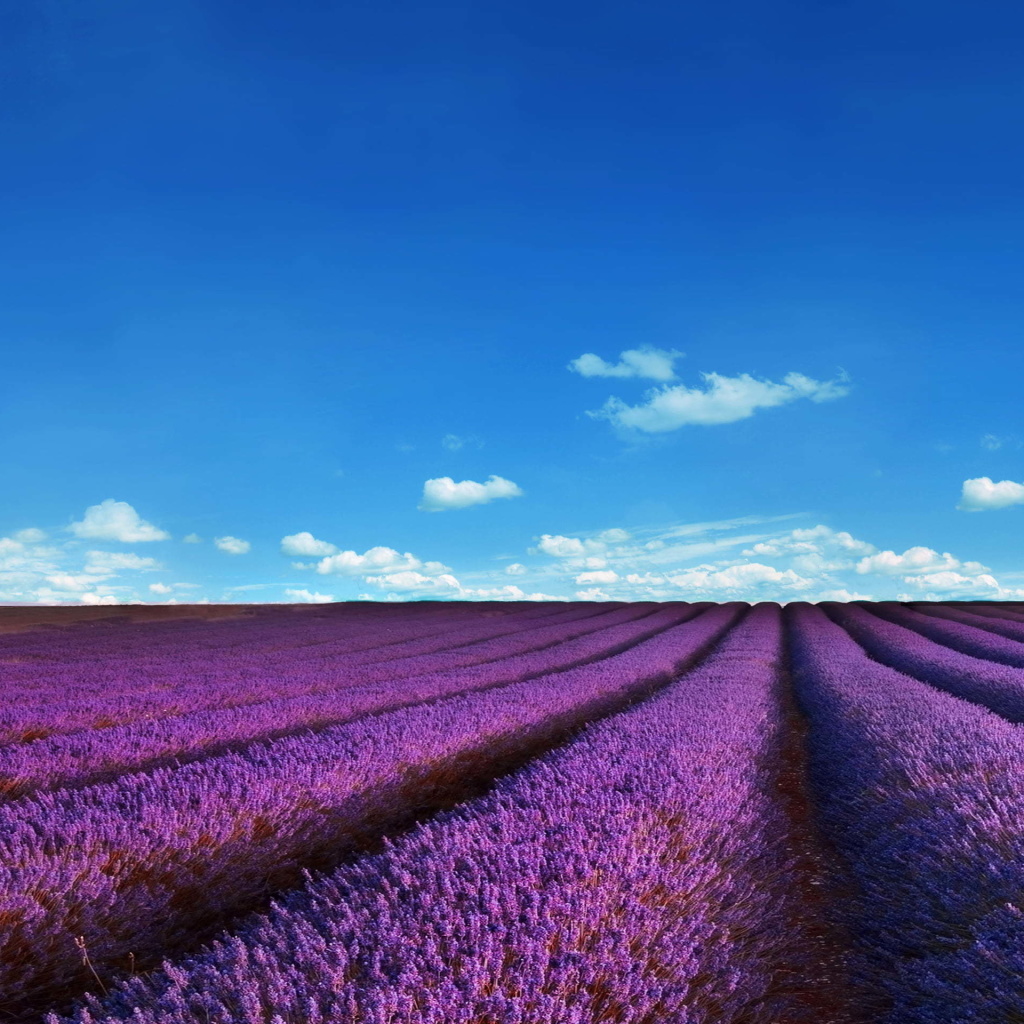 Lavender Fields Location wallpaper 1024x1024