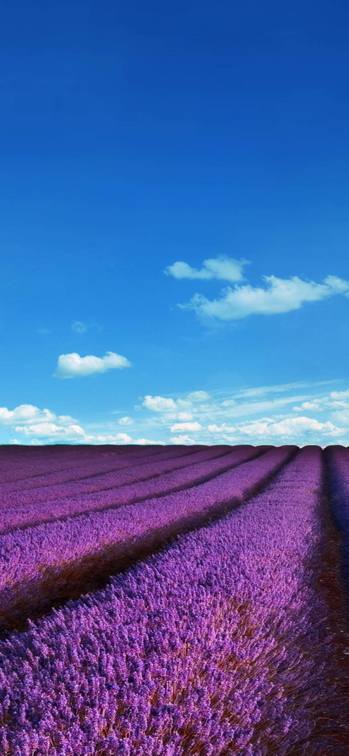 Lavender Fields Location wallpaper 1170x2532