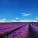 Das Lavender Fields Location Wallpaper 128x128