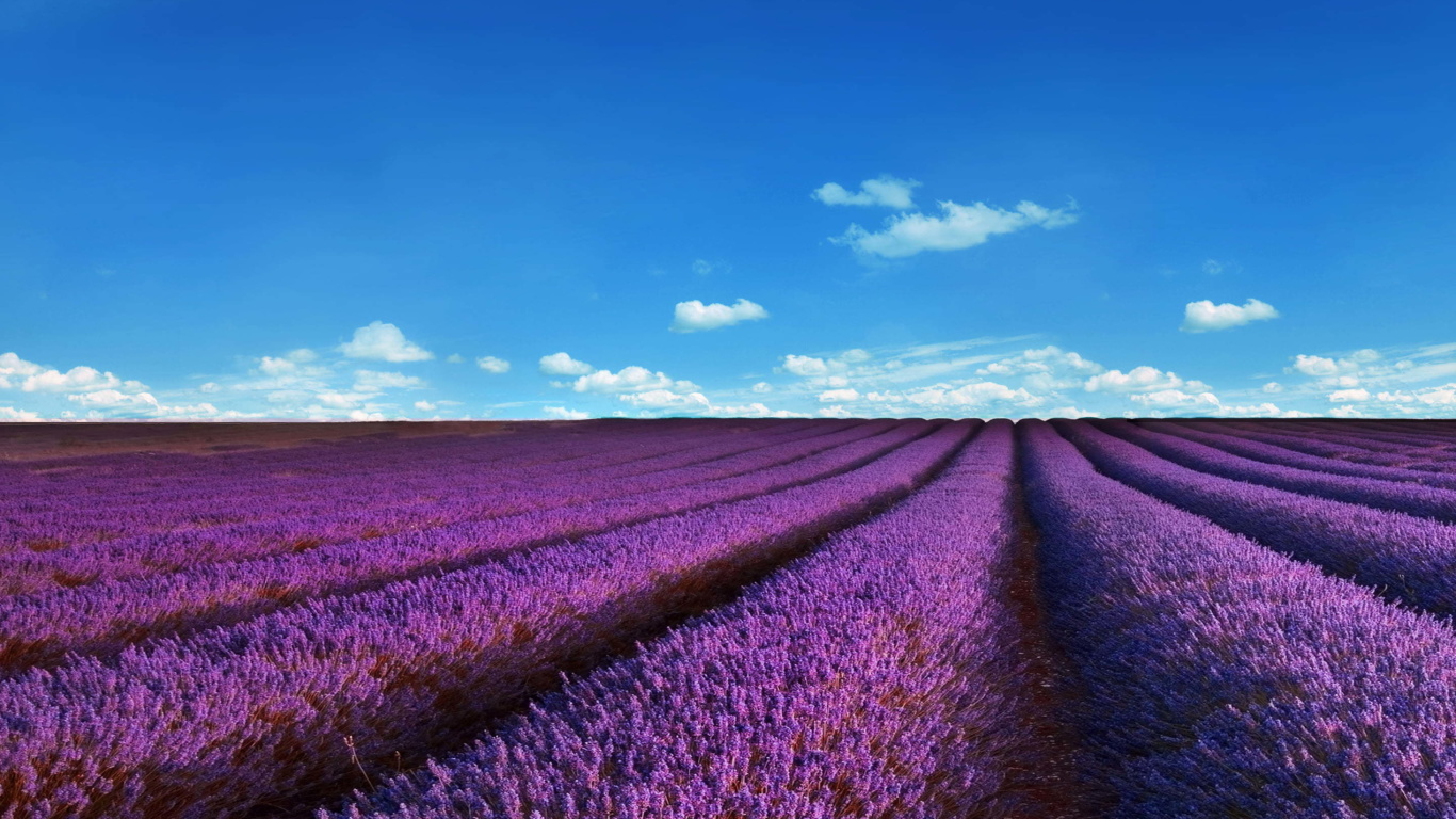 Обои Lavender Fields Location 1366x768