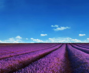 Fondo de pantalla Lavender Fields Location 176x144