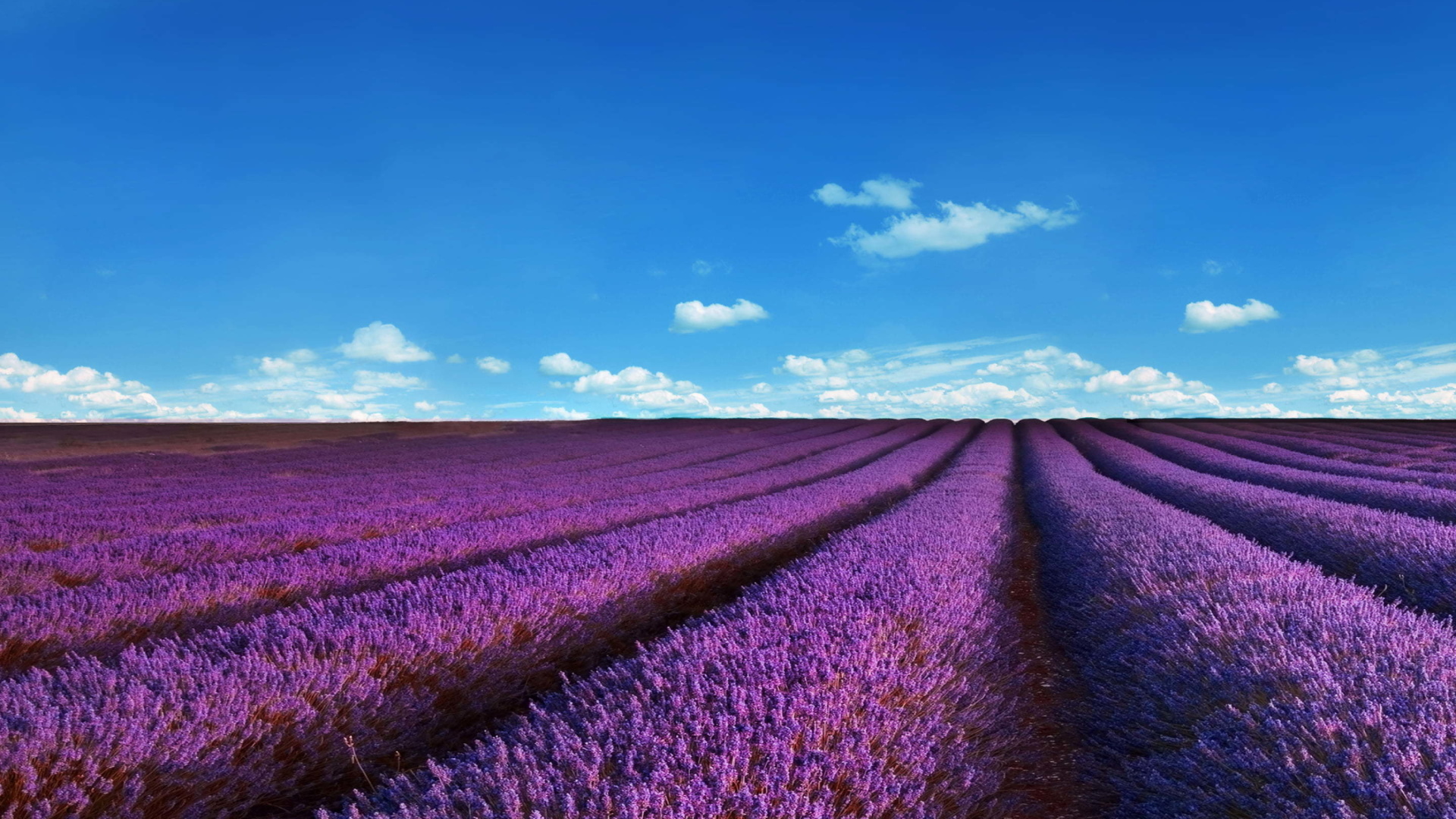 Lavender Fields Location screenshot #1 1920x1080