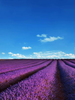 Fondo de pantalla Lavender Fields Location 240x320