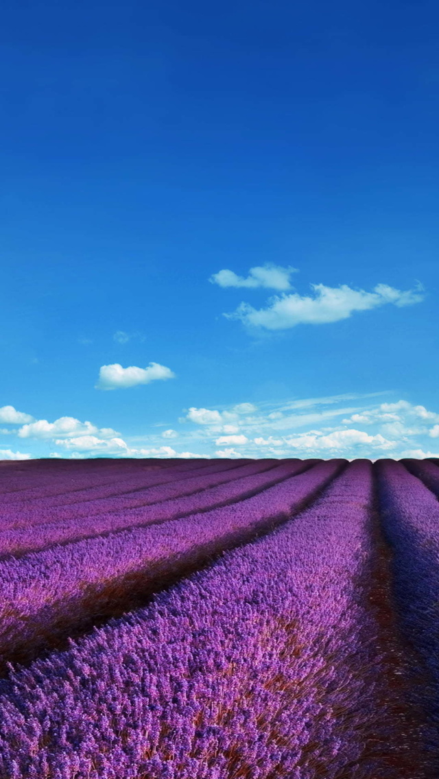 Das Lavender Fields Location Wallpaper 640x1136