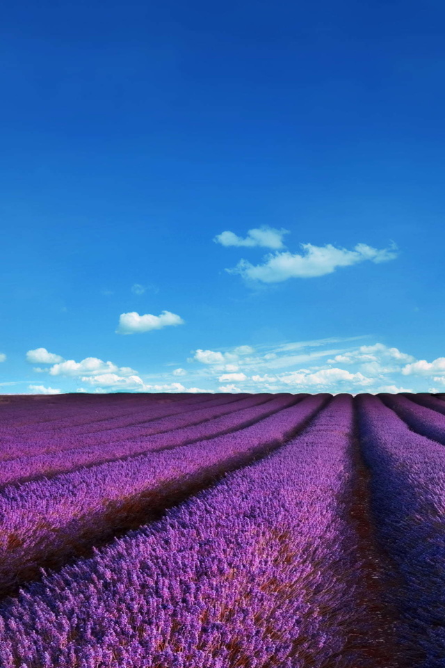 Das Lavender Fields Location Wallpaper 640x960