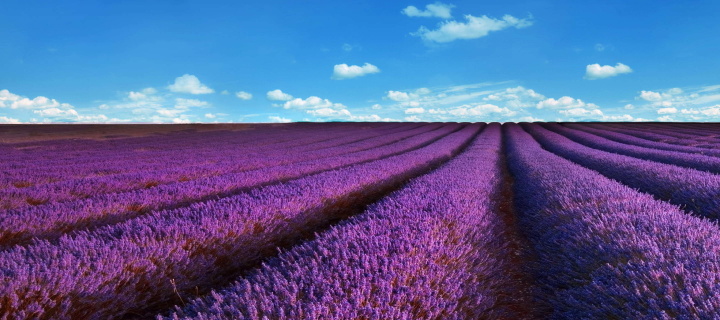 Sfondi Lavender Fields Location 720x320