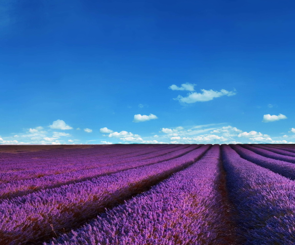 Das Lavender Fields Location Wallpaper 960x800