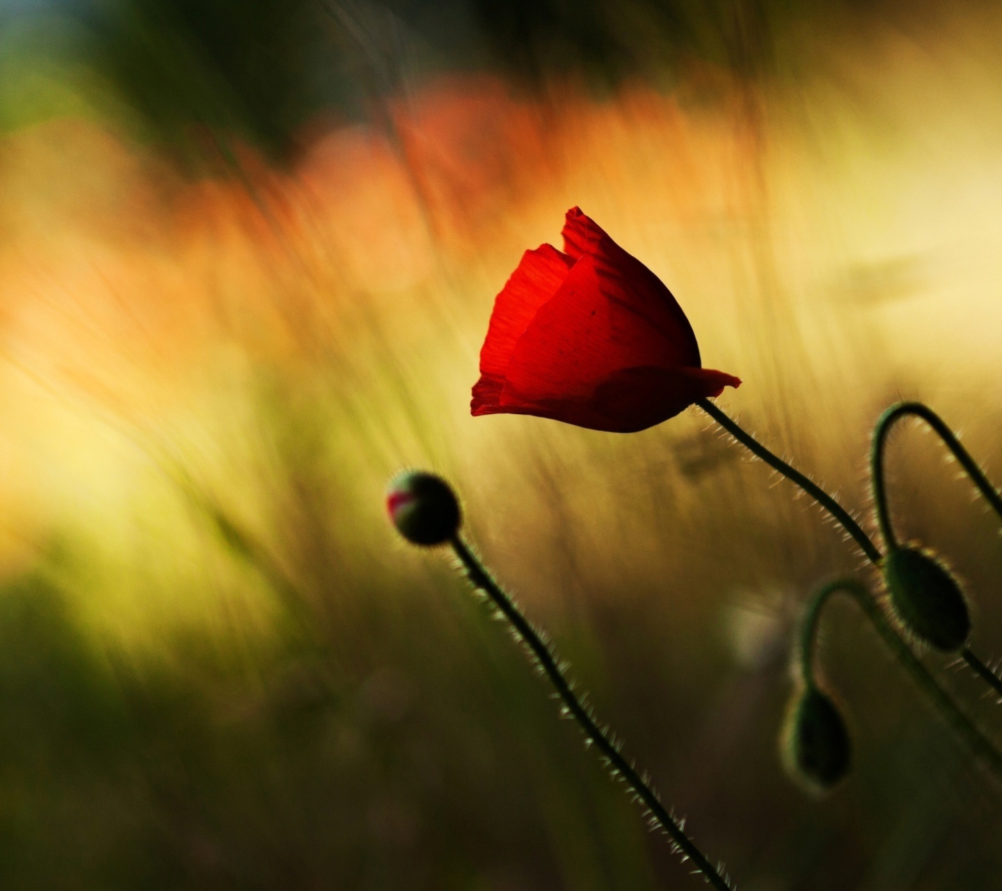 Обои Beautiful Red Poppy 1440x1280