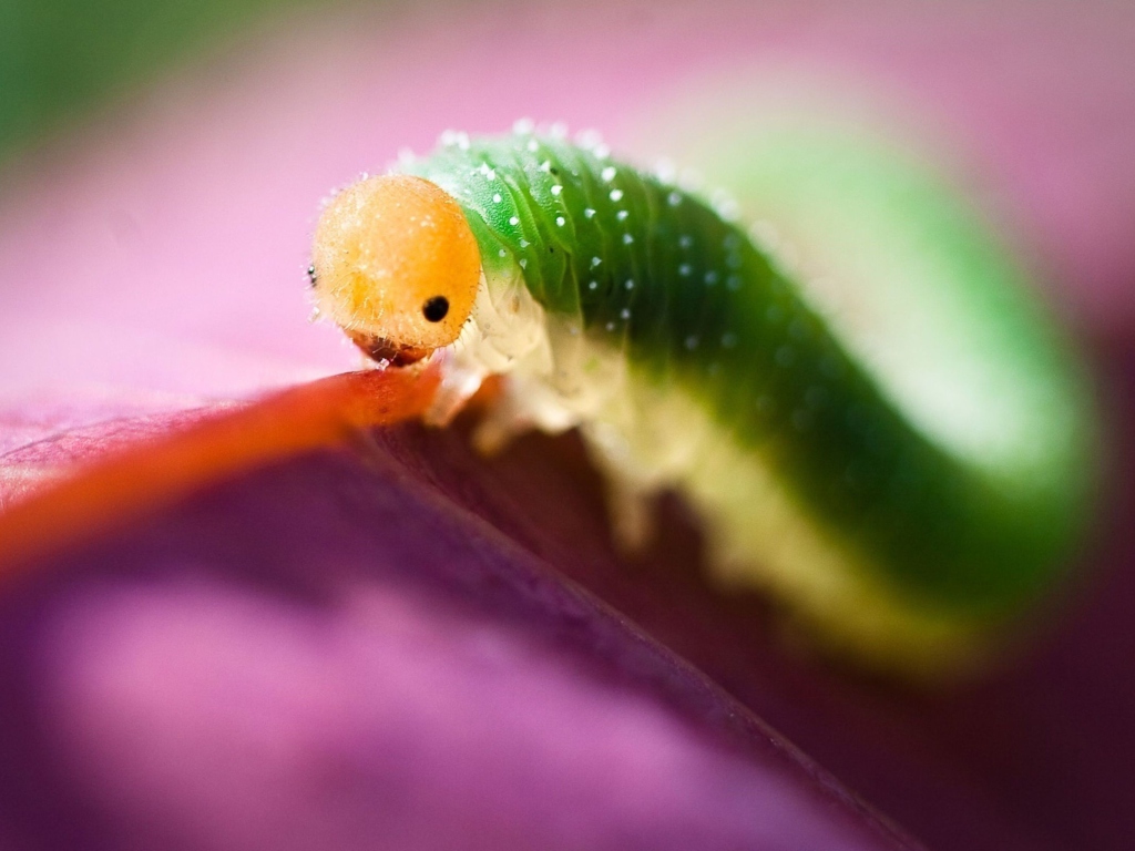 Das Caterpillaer Macro Wallpaper 1024x768