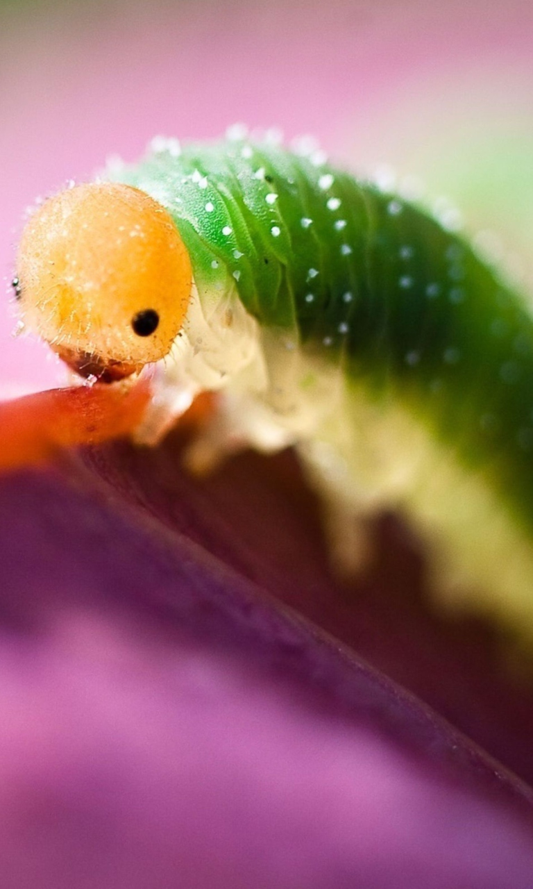 Sfondi Caterpillaer Macro 768x1280