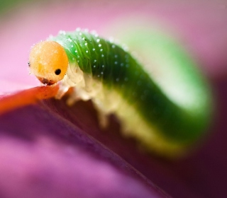 Caterpillaer Macro sfondi gratuiti per Samsung B159 Hero Plus