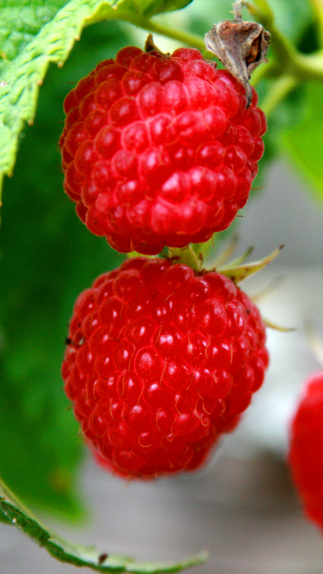 Raspberries Macro Photo wallpaper 1080x1920