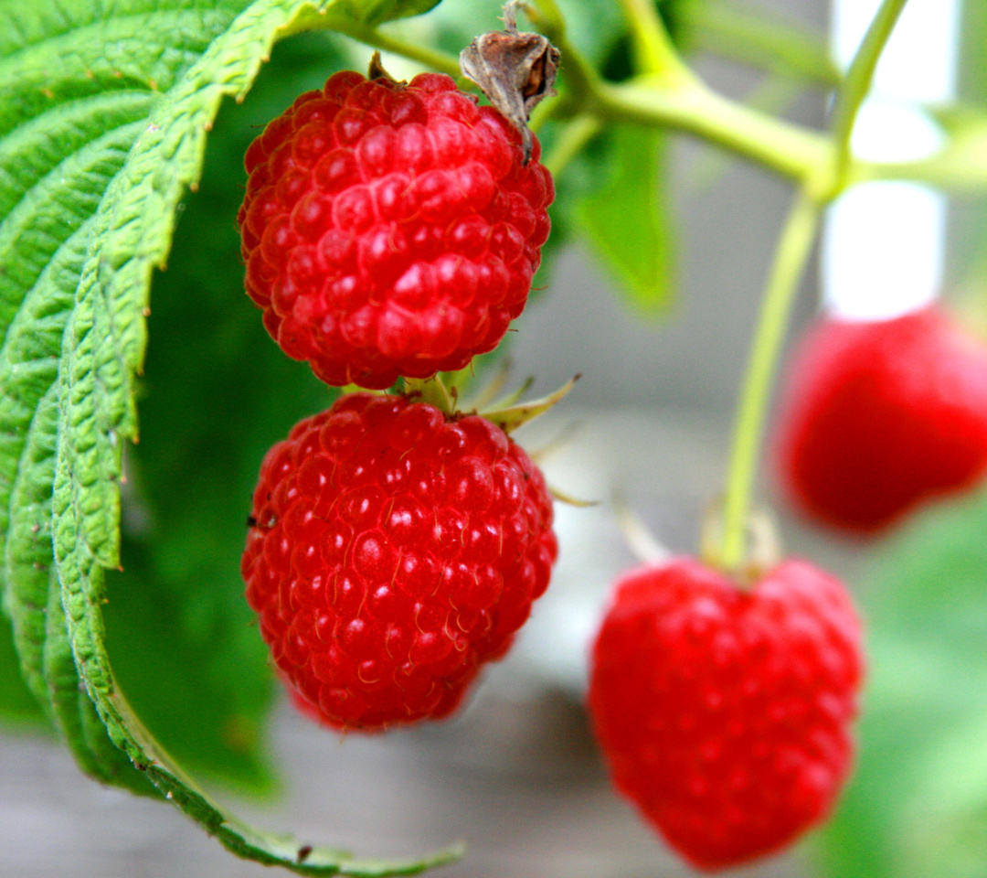 Das Raspberries Macro Photo Wallpaper 1080x960